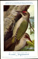 Delcampe - Artiste CPA Dupond, Hub., Picus Canus, Grauspecht - Sonstige & Ohne Zuordnung