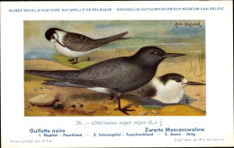 Delcampe - Artiste CPA Dupond, Hub., Chlidonias Niger Niger, Trauerseeschwalbe - Sonstige & Ohne Zuordnung