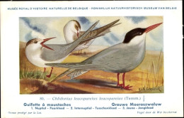 Delcampe - Artiste CPA Dupond, Hub., Chlidonias Leucopareius, Graue Seeschwalbe - Sonstige & Ohne Zuordnung