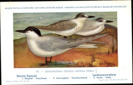 Delcampe - Artiste CPA Dupond, Hub., Gelochelidon Nilotica Nilotica, Lachzeezwaluw Nr. 81 - Sonstige & Ohne Zuordnung