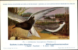 Delcampe - Artiste CPA Dupond, Hub., Chlidonias Leucopterus, Weißflügelseeschwalbe - Sonstige & Ohne Zuordnung