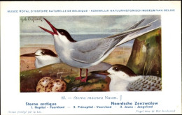 Delcampe - Artiste CPA Dupond, Hub., Sterna Macrura Naum, Noordsche Zeezwaluw, Nr. 85 - Sonstige & Ohne Zuordnung