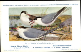 Delcampe - Artiste CPA Dupond, Hub., Sterna Hirundo Hirundo, Vischdiefzeezwaluw Nr. 84 - Sonstige & Ohne Zuordnung