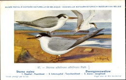 Delcampe - Artiste CPA Dupond, Hub., Sterna Albifrons Albifrons, Dwergzeezwaluw Nr. 87 - Sonstige & Ohne Zuordnung