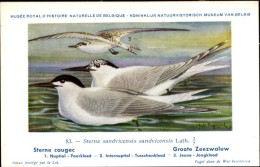 Delcampe - Artiste CPA Dupond, Hub., Sterna Sandvicensis Sandvicensis, Groote Zeezwaluw Nr. 83 - Sonstige & Ohne Zuordnung