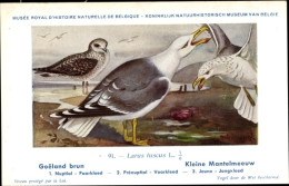 Delcampe - Artiste CPA Dupond, Hub., Larus Fuscus, Heringsmöwe - Sonstige & Ohne Zuordnung
