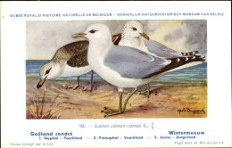 Delcampe - Artiste CPA Dupond, Hub., Larus Canus, Sturmmöwe - Sonstige & Ohne Zuordnung