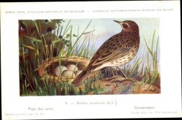 Delcampe - Artiste CPA Dupond, Hub., Anthus Pratensis, Graspieper Nr. 4 - Sonstige & Ohne Zuordnung