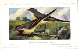 Delcampe - Artiste CPA Dupond, Hub., Motacilla Cinerea Cinerea Tunst, Grote Gele Kwikstaart Nr. 7 - Sonstige & Ohne Zuordnung