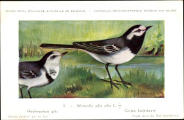 Delcampe - Artiste CPA Dupond, Hub., Motacilla Alba Alba, Grijzo Kwikstaart Nr. 8 - Sonstige & Ohne Zuordnung