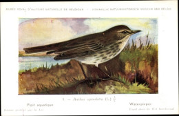 Delcampe - Artiste CPA Dupond, Hub., Anthus Spinoletta, Waterpieper Nr. 5 - Sonstige & Ohne Zuordnung