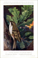 Delcampe - Artiste CPA Dupond, Hubert, 9, Certhia Familiaris, Waldbaumläufer - Sonstige & Ohne Zuordnung