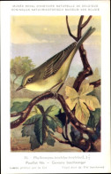 Delcampe - Artiste CPA Dupond, Hub., Phylloscopus Trochilus, Fitis - Sonstige & Ohne Zuordnung