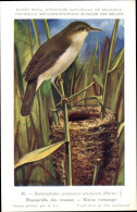 Delcampe - Artiste CPA Dupond, Hub., Acrocephalus Scirpacaeus, Teichrohrsänger - Sonstige & Ohne Zuordnung