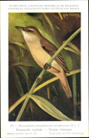 Delcampe - Artiste CPA Dupond, Hub., Acrocephalus Arundinaceus, Drosselrohrsänger - Sonstige & Ohne Zuordnung
