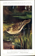 Delcampe - Artiste CPA Dupond, Hub., Acrocephalus Paludicola, Seggenrohrsänger - Sonstige & Ohne Zuordnung
