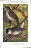 Delcampe - Artiste CPA Dupond, Hub., Sylvia Atricapilla Atricapilla, Mönchsgrasmücke - Sonstige & Ohne Zuordnung