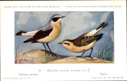 Delcampe - Artiste CPA Dupond, Hub., Oenanthe, Motteux Cendre, Tapuit, Nr. 39 - Sonstige & Ohne Zuordnung