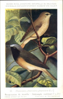 Delcampe - Artiste CPA Dupond, Hub., Phoenicurus Phoenicurus, Gartenrotschwanz - Sonstige & Ohne Zuordnung