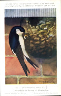 Delcampe - Artiste CPA Dupond, Hub., Delichon Urbica, Mehlschwalbe - Sonstige & Ohne Zuordnung