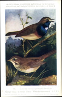 Delcampe - Artiste CPA Dupond, Hub., Luscinia Svecica Cyanecula, Blaukehlchen - Sonstige & Ohne Zuordnung