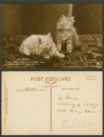 Delcampe - Cat Kitten Cats Kittens At Home, Quiet Contented Pair We Old Real Photo Postcard - Katten