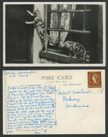 Delcampe - Cats Kittens Coming Home, Window, Cat Kitten Opening Door Knob 1955 Old Postcard - Katten