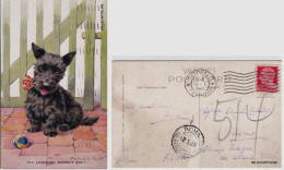 Delcampe - # ILLUSTRATORI -CAGNOLINO -CART. DA TORINO A RM CON BOLLO ARRIVO ALBERGO PALAZZO - Sonstige & Ohne Zuordnung