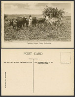 Delcampe - Barbados Old Postcard Carting Sugar Cane Sugarcane, Native Farmers & Cattle Cart - Barbades