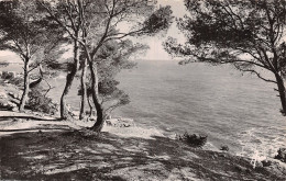 Delcampe - 83-BANDOL-N°5136-F/0359 - Bandol