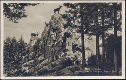 Delcampe - Um1930/40 - St. Gallen, Steinbockfelsen Im Wildpark Peter U. Paul. Schwe... - 20003421 - Sonstige & Ohne Zuordnung