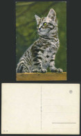 Delcampe - A Beautiful Tabby Cat Kitten, Greenish Eyes Old Colour Postcard Pets Pet Animals - Katten