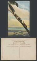 Delcampe - Ceylon Old Color Postcard Native Boys Climbing Cocoanut Palm Tree Beach Children - Sri Lanka (Ceylon)