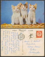 Delcampe - 3 Cats Kittens On Basket 1958 Old Colour Postcard Cat Kitten Pets, Civil Defence - Katten