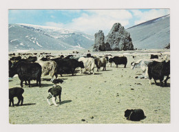 Delcampe - MONGOLIA View Vintage Photo Postcard RPPc /88443 - Mongolie