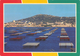 Delcampe - 34 SETE LA COLLINE DU MONT ST CLAIR ET LE BASSIN DE THAU - Sete (Cette)