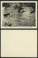 Delcampe - Ceylon Old Card ELEPHANTS At Their Morning Bath - Kandy - Sri Lanka (Ceylon)