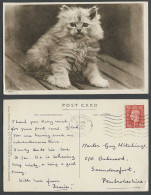 Delcampe - Fluffy Cat Kitten, Pet Animal KG6 1d 1939 Old Postcard Tonbridge To Saundersfoot - Katten