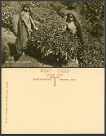 Delcampe - Ceylon Old Real Photo Postcard Tea Plucking, 2 Native Girls Pluckers Young Women - Sri Lanka (Ceylon)