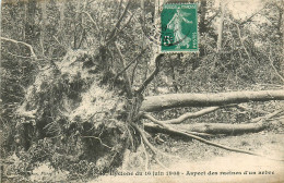 Delcampe - 94* VINCENNES   Cyclone 1908 -  Arbre Deracine       RL14.1030 - Vincennes