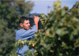 Delcampe - 84* MAZAN Exploitation « isnard »  Vendange     RL19,0128 - Weinberge