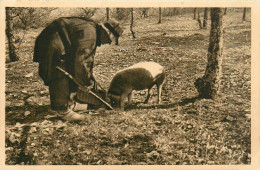 Delcampe - 24* DORDOGNE - PERIGORD Le Chercheur De Truffes      RL30,1333 - Autres & Non Classés