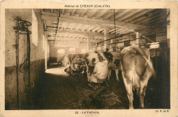 Delcampe - 21* CITEAUX Abbaye  - La Vacherie      RL30,0899 - Elevage