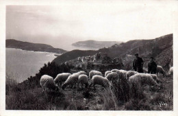 Delcampe - 06* EZE  Vue Generale – Moutons         RL46,0425 - Eze