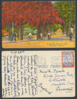 Delcampe - Bermuda 2d 1949 Old Postcard Bougainvillea Blossoms, Highways, Cyclists Bicycles - Bermuda