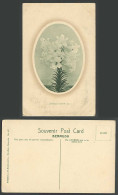 Delcampe - Bermuda Old Postcard Lilies Easter Lily Flowers Bunch Flower J.H. Bradley Co 567 - Bermuda