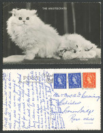 Delcampe - Beautiful Persian Cats Kittens Cat Kitten The Aristocrats Old R. Photo Postcard - Katten