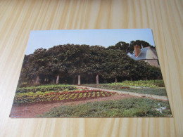 Delcampe - Roscoff (29).Le Grand Figuier Planté Vers 1625 Par Des Moines Capucins. Il Couvre Une Superficie De 600 M2. - Roscoff