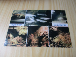Delcampe - CPSM* Aquarium De Roscoff (29).Vues Diverses. - Roscoff