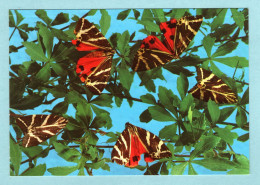 Delcampe - CP Animaux - Rhodes - Papillons - Vlinders